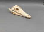 Nijlkrokodil Schedel van een reptiel - Crocodylus niloticus