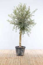 Olijfboom / Olea Europaea op stam 150-175 cm