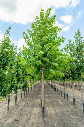 Prunus avium Plena hoogstam