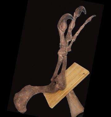 Museumkwaliteit replica - Gefossiliseerde klauw - Allosaurus