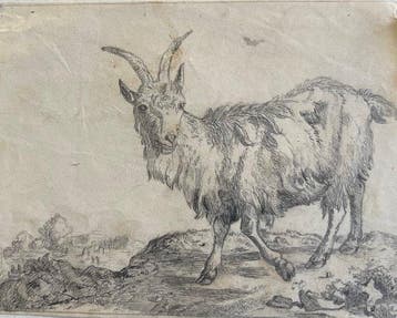 Paulus Potter (1625-1554), Navolger van - NO RESERVE - Capra