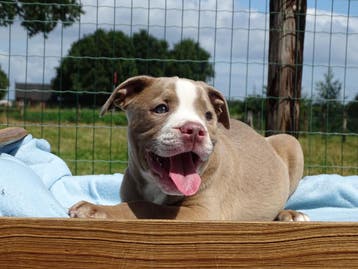 Old English Bulldog pups!  | Hartelijk Welkom ! Mogen mee, Parvo, Nederland, 8 tot 15 weken, Bulldog