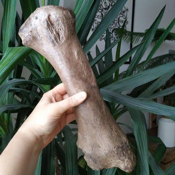 Wolharige neushoorn - Fossiel bot - Coelodonta antiquitatis, Verzamelen