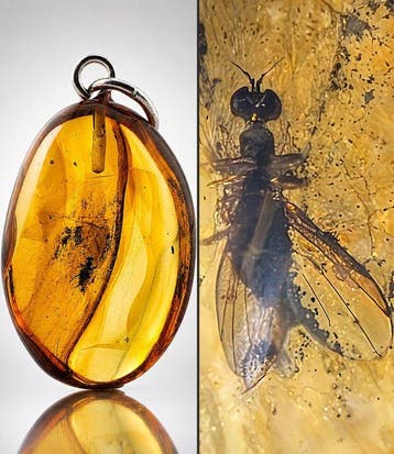 Uitzonderlijke Baltische Amberhanger – Grote Vliegende Mier