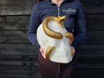 Beeld, Skull with Golden Serpent Snake - 23 cm - Hars - 2026