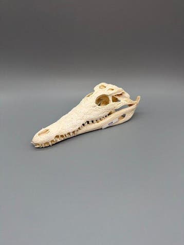 Nijlkrokodil Schedel van een reptiel - Crocodylus niloticus, Nieuw