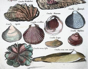 Matthäus Merian (b1593) Hand coloured folio - Sea Shells: