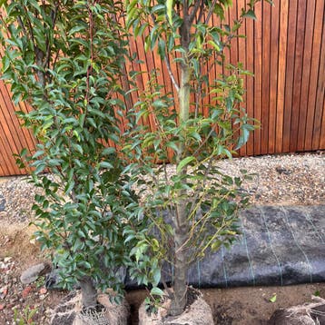 Portugese laurier 50% korting alle maten in pot., Tuin en Terras, Planten | Tuinplanten, Verzenden, Bloeit niet, Vaste plant, Halfschaduw
