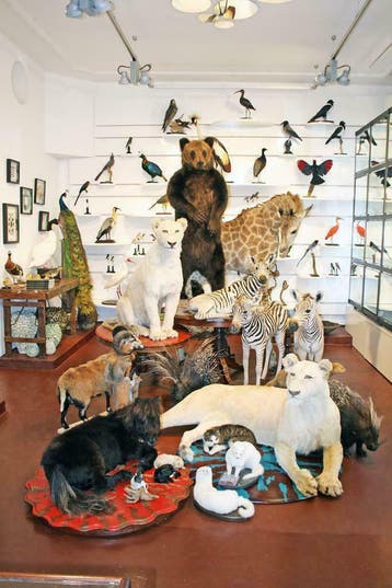 Taxidermy Amsterdam opgezette dieren, vlinders, stolpen etc., Ophalen of Verzenden, Nieuw, Overige soorten, Opgezet dier