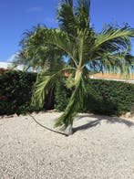 Villa land en Zeezicht Curaçao vakantiehuis februari vrij., 4 of meer slaapkamers, Internet, Curaçao, Overige