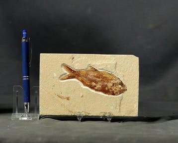 Prachtigste fossiele vis op steen - - Gefossiliseerd dier -