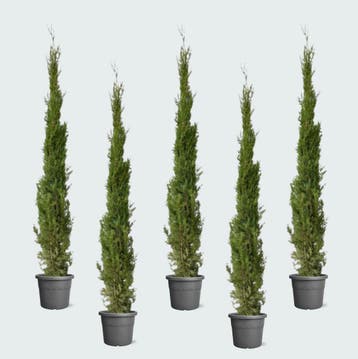 Green Bubble - 5x Cupressus Leylandii - 160cm - Ø30 cm, Tuin en Terras, Planten | Tuinplanten, Ophalen of Verzenden