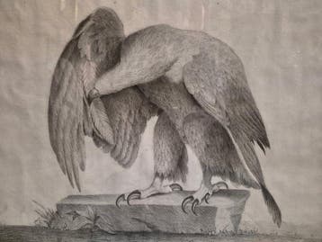 Giovanni Fontana (1795-1845) - Aquila che si pulisce il