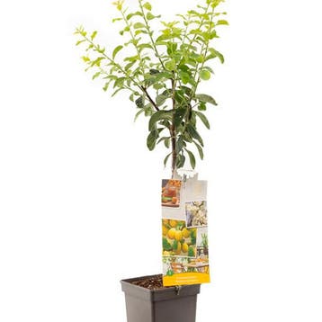 Pruim Mirab. de Nancy container (P18) Wit, Verzenden