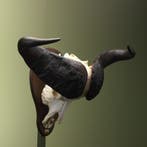 Kafferbuffel Schedel Taxidermie Opgezette Dieren By Max, Ophalen of Verzenden, Nieuw, Wild dier, Opgezet dier