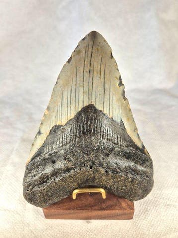 Megalodon tooth - Fossiele tand - Otodus Megalodon - 12.42