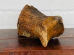 Wolharige mammoet - Fossiel bot - Mammuthus primigenius - 22, Verzamelen, Mineralen en Fossielen