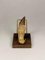 Mosasaurus - Fossiele tand - 9 cm - 3 cm (Zonder