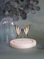Vlinder Taxidermie volledige montage - Véritable Iphiclides