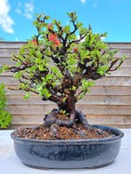 Chaneomeles speciosa bonsai in prachtige bonsaischaal -