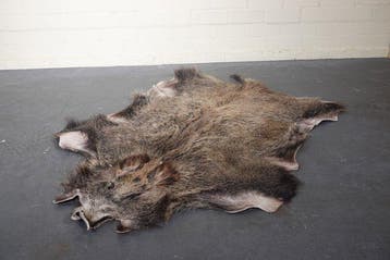 Wild zwijn Taxidermie wandmontage - Sus scrofa - 115 cm -, Nieuw
