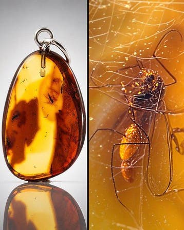 Eoceen Baltisch Amber hanger – Zeer gedetailleerde MUG -