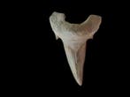 Haai - Fossiele tand - Otodus Obliquus - 6.5 cm - 4.5 cm, Verzamelen, Mineralen en Fossielen
