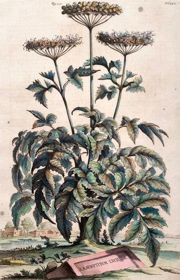 Abraham Munting (1626–1683) - Laserpitium lucidum - Foglio