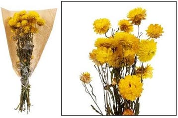Helichrysum Geel bundel droogbloemen, Ophalen of Verzenden, Nieuw