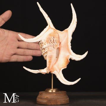 Grote Harpago Chiragra-schelp Elegante Spider Conch -