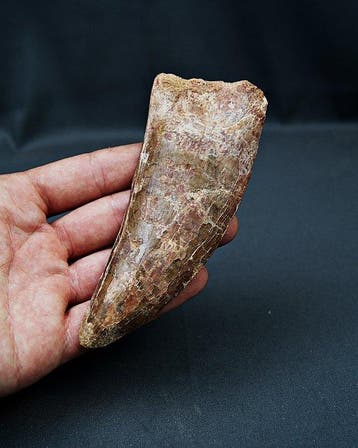 Dinosaurus - Fossiele tand - Carcharodontosaurus saharicus -