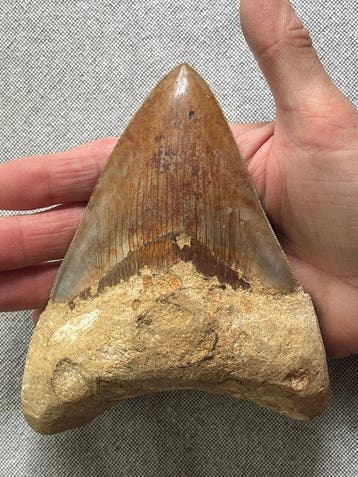 Grote Megalodon-tand van 14,2 cm - Fossiele tand -
