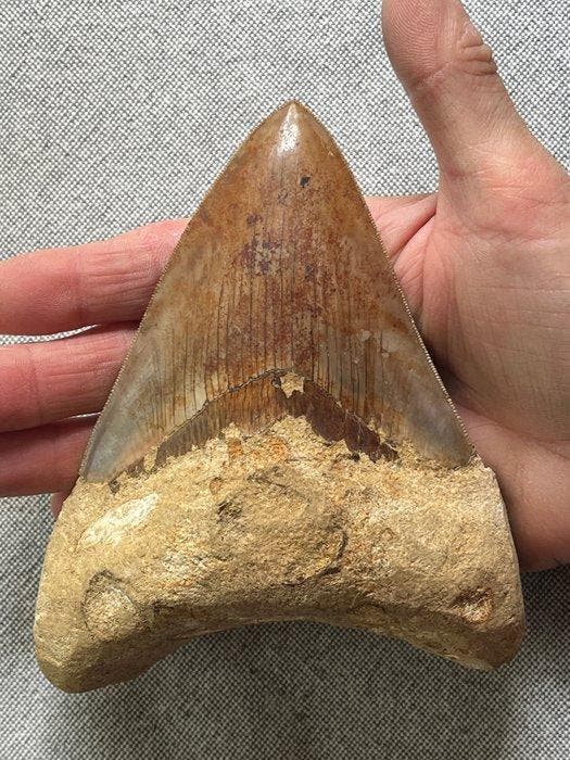 Grote Megalodon-tand van 14,2 cm - Fossiele tand -, Verzamelen, Mineralen en Fossielen