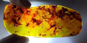 FOSSlL-AMAZING!! Dominicaans amber- 22 g