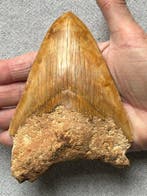 Grote Megalodon tand 13,6 cm - Fossiele tand - Carcharocles