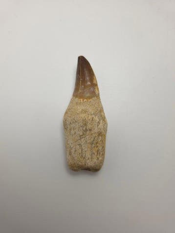 Mosasaurus - Fossiele tand - 10.5 cm (Zonder minimumprijs)