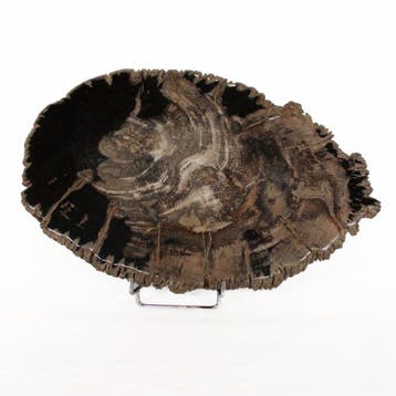 Versteend hout - Gefossiliseerd hout - Dipterocarpus - 35 cm