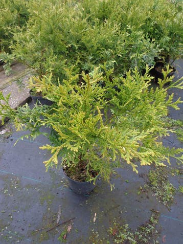 Thujopsis dolobrata, hibacypres, in 19 cm pot 80 cm, Ophalen of Verzenden, In pot, Minder dan 100 cm