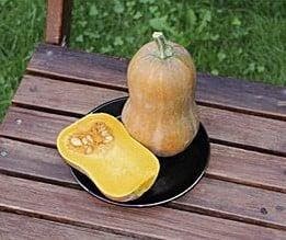 Nectar Butternut pompoen zaden, Ophalen of Verzenden, Nieuw