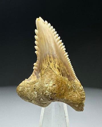 Hemipristis serra - Fossiele tand - 3 cm - 2 cm (Zonder