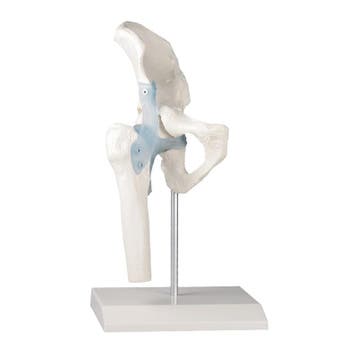 Anatomie model heupgewricht, Nieuw