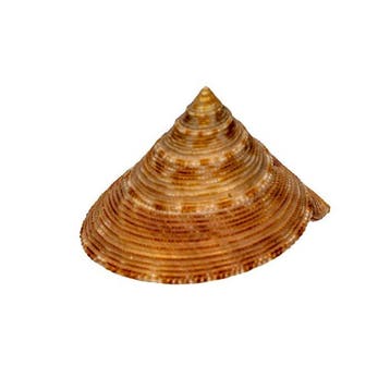Calliostoma formosense 50 mm schelp zeeslak -, Nieuw
