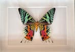 Vlinder Taxidermie volledige montage - Urania Ripheus - 15, Antiek en Kunst