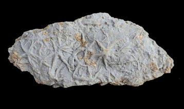 Zeldzaam geheel van ophiuren uit het Trias - Gefossiliseerd, Verzamelen, Mineralen en Fossielen