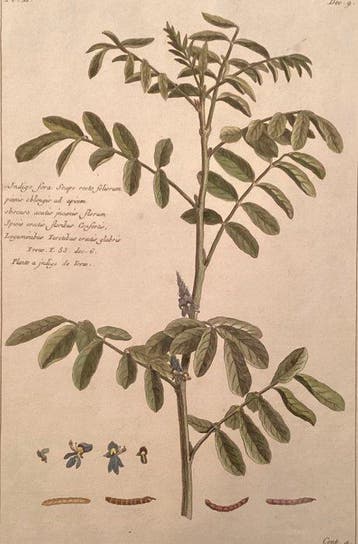 Pierre Joseph Buchoz (1731-1807) - Indigo fera - da