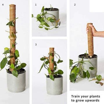 Mosstok Kokosstok planten totems set 50 + 30 cm, Ophalen of Verzenden, Nieuw