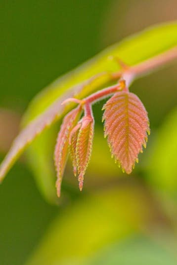Zelkova serrata hoogstam 12/14