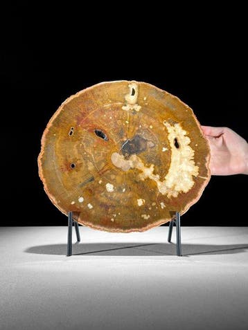 C- Prachtige grote schijf van rood versteend hout op een
