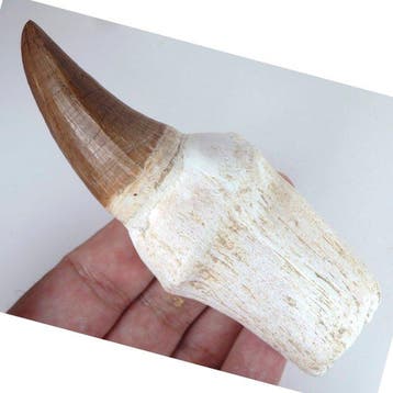 Tylisaur tand - Groot - Fossiele tand - Hainosaurus sp.