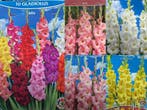 Gladiolen grote voorraad en heel veel meer al vanaf €1.99, Tuin en Terras, Ophalen of Verzenden, Voorjaar, Volle zon, Bloembol